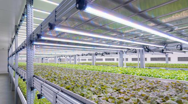 Verolanuova, inaugurata la Vertical farm di Kilometro Verde: è la più grande d’Europa